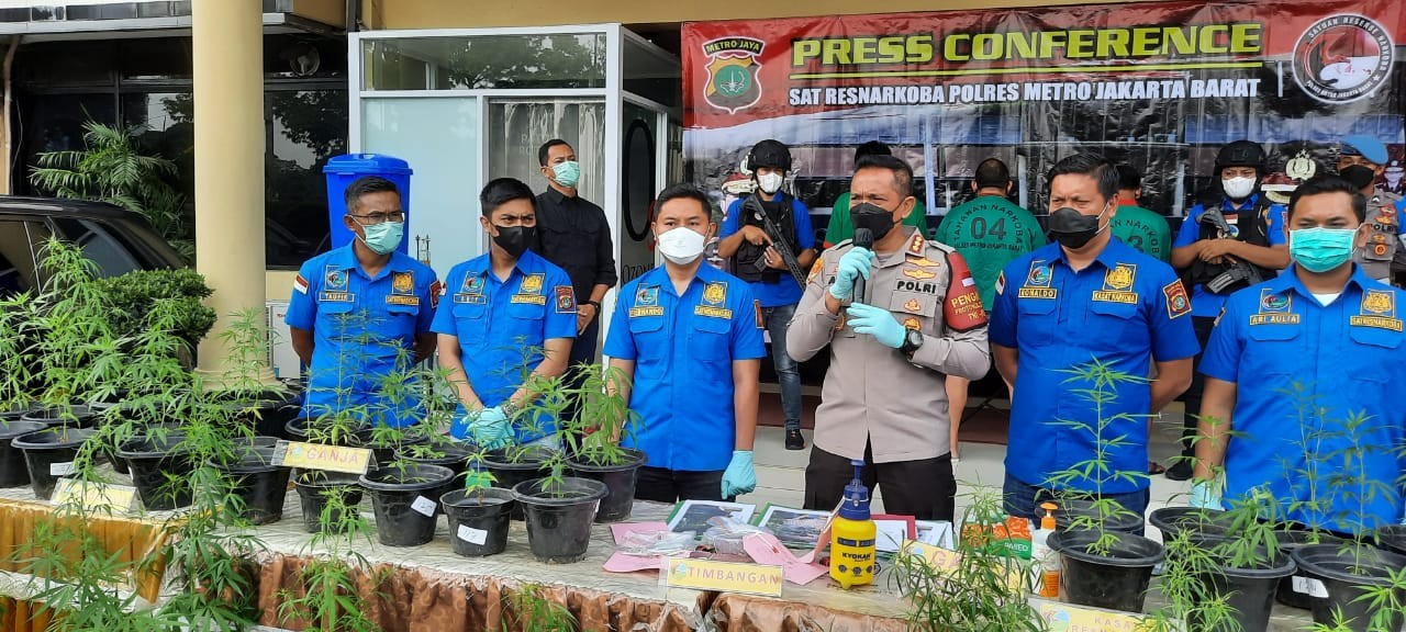 300 Pot Ganja Rumahan Disita Polres Metro Jakarta Barat